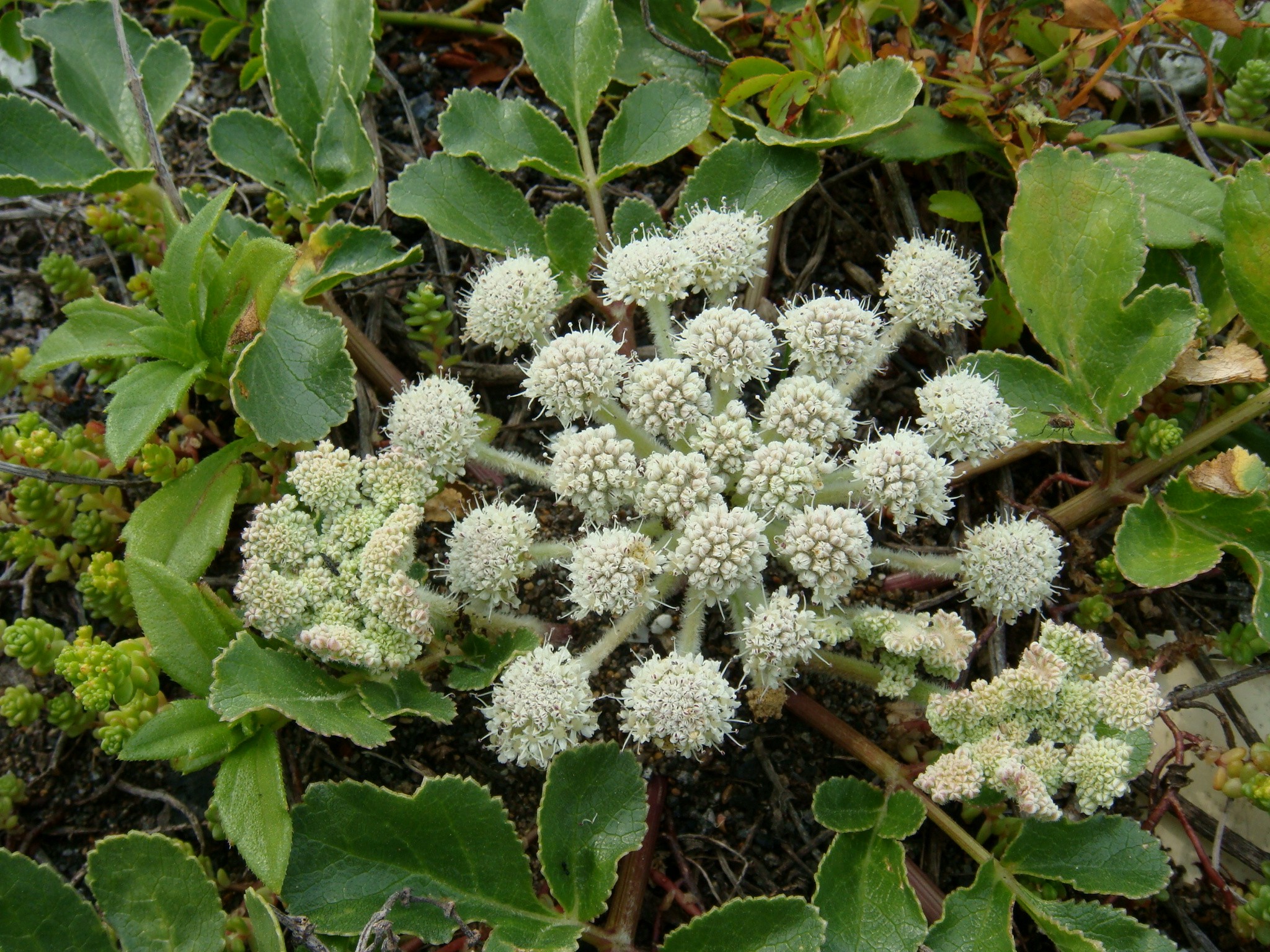 Glehnia littoralis F. Schmidt ex Miquel